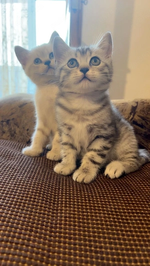  2 fetițe british shorthair  - imagine 4