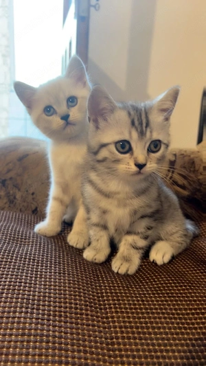  2 fetițe british shorthair 