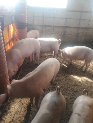 purcei castrați vârsta 4 luni pret de la 600 la 750lei - imagine 4