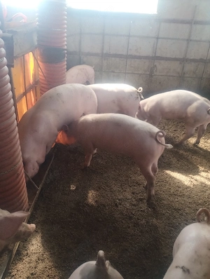 purcei castrați vârsta 4 luni pret de la 600 la 750lei - imagine 3