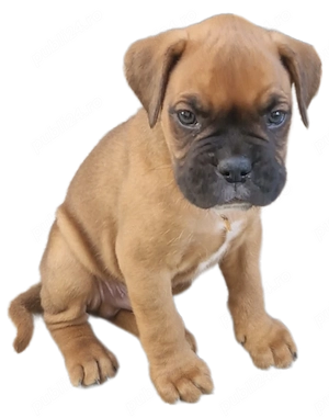 Pui boxer cauta casa - imagine 5