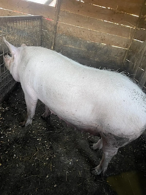 vand porci grași - imagine 3