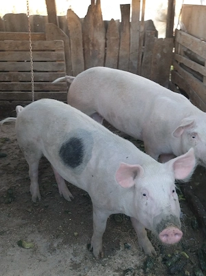 porc.       