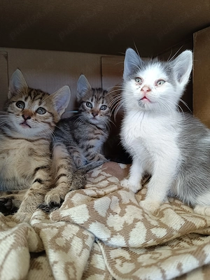 Ofer spre adopție 5 puiuți de pisică   6-8 săptămâni - imagine 2