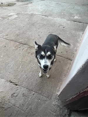 adoptie responsabila