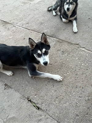 adoptie responsabila - imagine 2