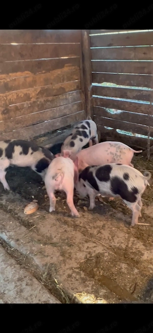 Vând 5 purcei(8 săptămâni)