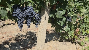 Vand struguri de vin - 3,5 lei kg - soi Merlot - regiunea Dealu Mare - Pietroasele