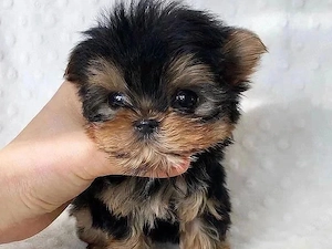 Yorkshire Terrier mini toy