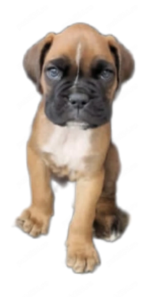 Pui boxer cauta casa - imagine 4