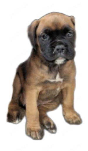 Pui boxer cauta casa - imagine 2