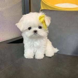 bichon maltez mini toy - imagine 2