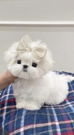 bichon maltez mini toy - imagine 4