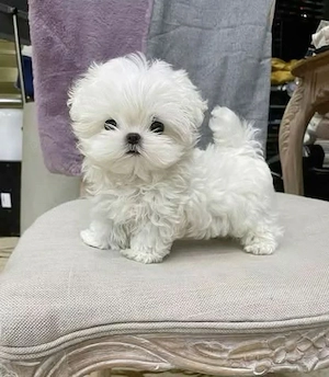 bichon maltez mini toy - imagine 3