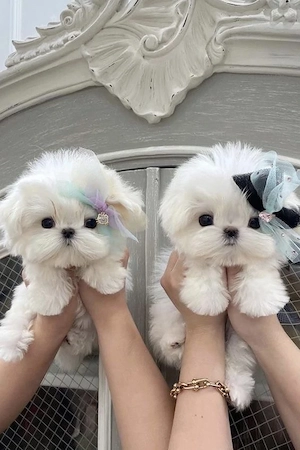 bichon maltez mini toy