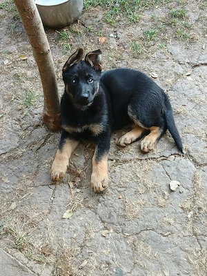 Vând ciobănești germani 