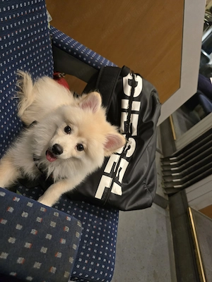 Pomeranian   Mini spitz - imagine 4