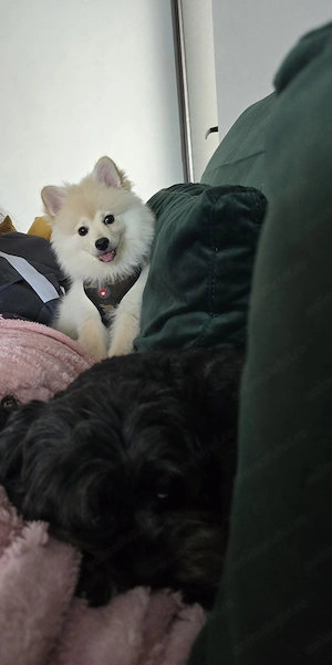 Pomeranian   Mini spitz