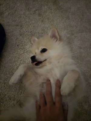 Pomeranian   Mini spitz - imagine 3