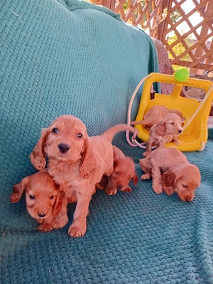 catelusi cocker spaniel - imagine 2
