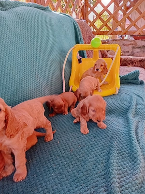 catelusi cocker spaniel