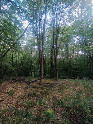 Teren 5.755 MP, Hidișelu de Sus, Bihor - imagine 3