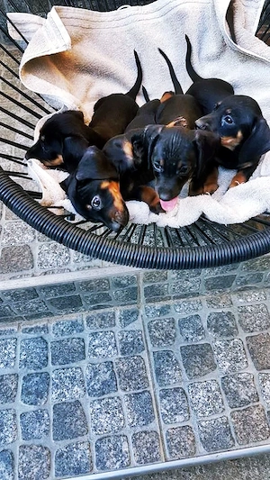 Vând pui Teckel Pitic (Miniature Dachshund)   Black and Tan - imagine 2