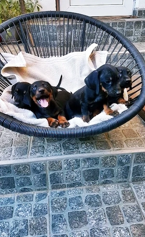 Vând pui Teckel Pitic (Miniature Dachshund)   Black and Tan - imagine 3