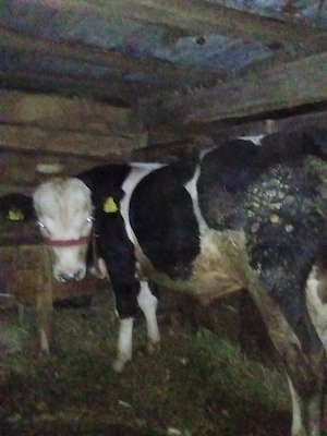Vind 3 tăurași intre 8-11 luni 