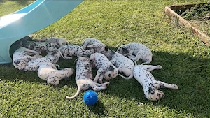 Pui de dalmatian de vanzare - imagine 5