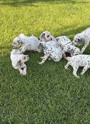 Pui de dalmatian de vanzare - imagine 3