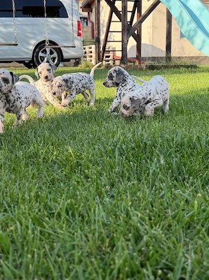 Pui de dalmatian de vanzare - imagine 2