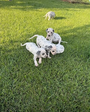 Pui de dalmatian de vanzare