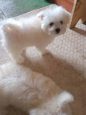 Bichon maltez femela  - imagine 4