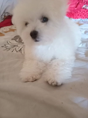 Bichon maltez femela  - imagine 3
