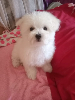 Bichon maltez femela  - imagine 2