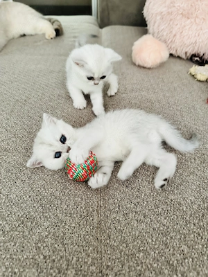 British Shorthair Chinchilla Silver - baietel  - imagine 4