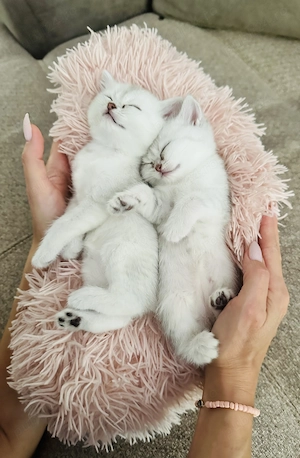 British Shorthair Chinchilla Silver - baietel  - imagine 3