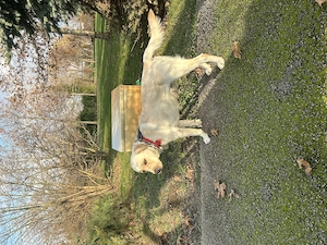 Donez Labrador Retriver  - imagine 2