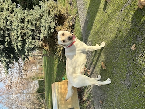 Donez Labrador Retriver  - imagine 3
