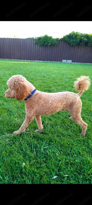 Caniche poodle apricot