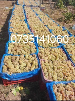 aducem spre vanzare struguri de vin 