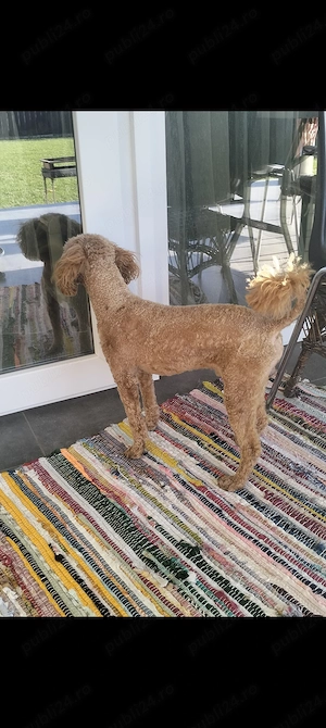 Caniche poodle apricot - imagine 5