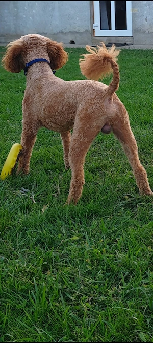 Caniche poodle apricot - imagine 4