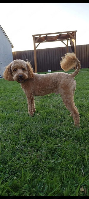 Caniche poodle apricot - imagine 3