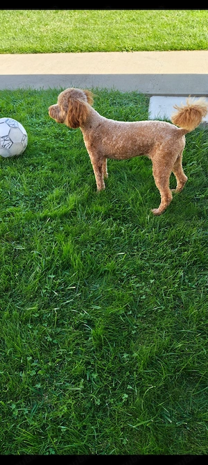 Caniche poodle apricot - imagine 2
