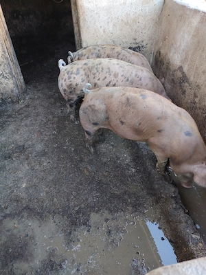 Porci  de vânzare rasa duroc cu pietrain 