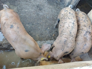 Porci  de vânzare rasa duroc cu pietrain  - imagine 2