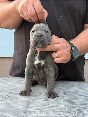 Pui Cane Corso cu Pedigree   Rezervări Deschise - imagine 5