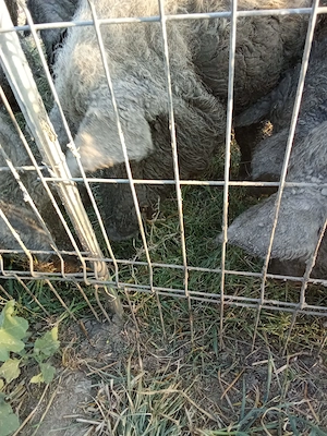 Carcasa sau porc întreg mangalița 20 lei kg